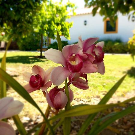 Ferienwohnung O Ninho Do Rei Vila de Rei Exterior foto