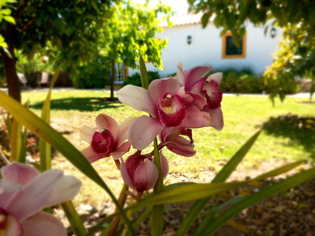 Ferienwohnung O Ninho Do Rei Vila de Rei Exterior foto